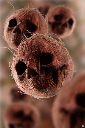 Coconut Skulls